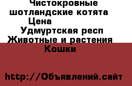 Чистокровные шотландские котята  › Цена ­ 3000-5000 - Удмуртская респ. Животные и растения » Кошки   